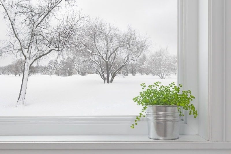 Winter landscape seen through the window, and green plant on a windowsill.